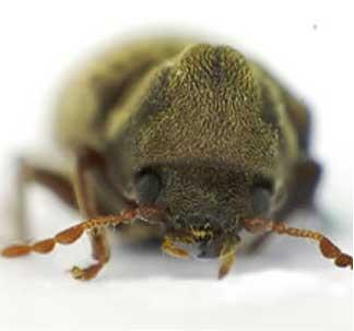 Anobium Punctatum