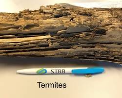 termite
