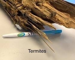 termite