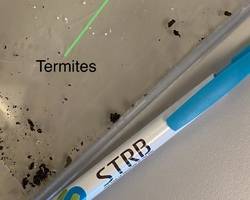 termite