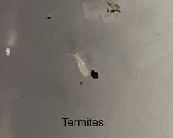 termite