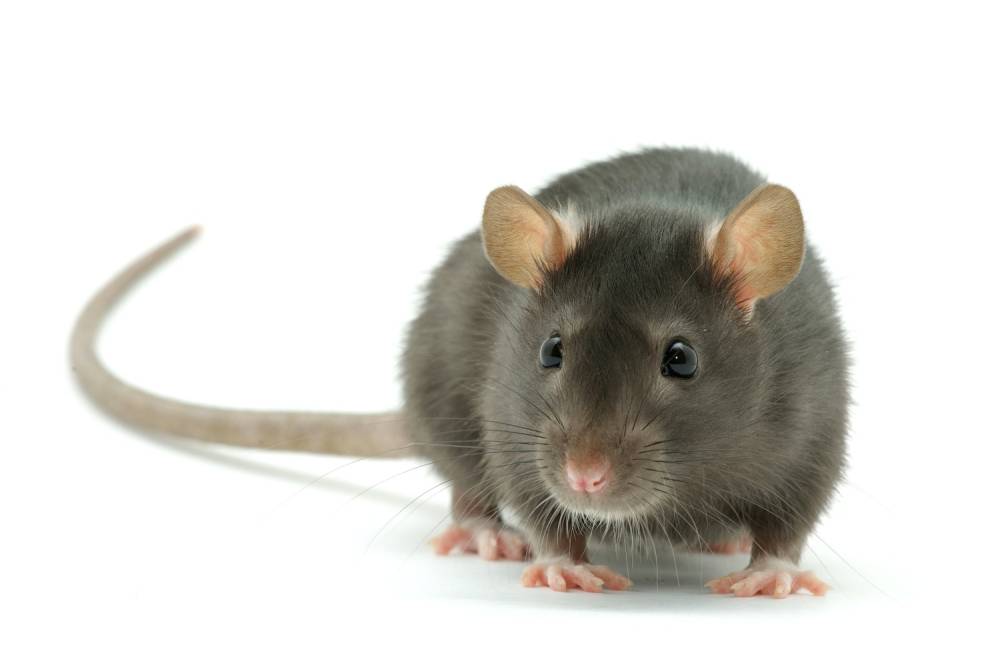 rat-rongeur-strb